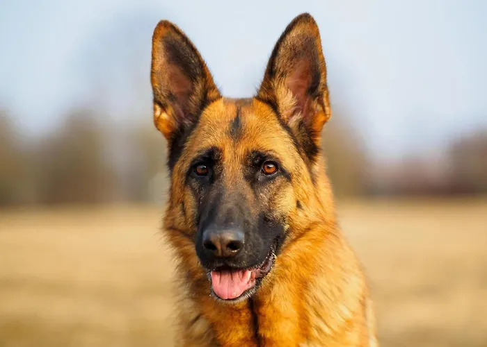 In Ardennes With Scenic Garden * Ambleve